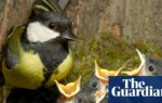 From early birds to emerging butterflies: UK shows signs of earliest spring on record | Spring