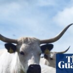 Cattle breed whose ancestors lived with Celts added to priority at-risk list | Conservation