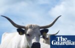 Cattle breed whose ancestors lived with Celts added to priority at-risk list | Conservation