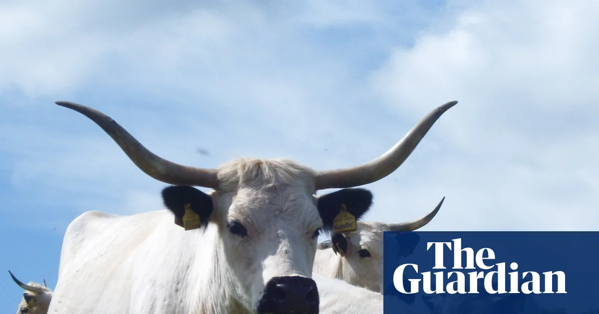 Cattle breed whose ancestors lived with Celts added to priority at-risk list | Conservation