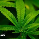 Trump administration reclassifies cannabis as less dangerous