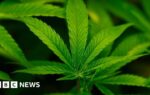 Trump administration reclassifies cannabis as less dangerous