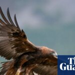 Golden eagles could be reintroduced to England after more than 150 years | Birds