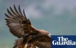 Golden eagles could be reintroduced to England after more than 150 years | Birds