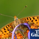 More than half of Britain’s butterfly species in decline, monitoring scheme shows | Butterflies