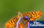 More than half of Britain’s butterfly species in decline, monitoring scheme shows | Butterflies