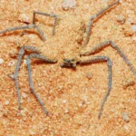 How does spider venom damage human cells? Researchers uncover the killer mechanism of recluse spider toxin