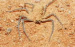 How does spider venom damage human cells? Researchers uncover the killer mechanism of recluse spider toxin