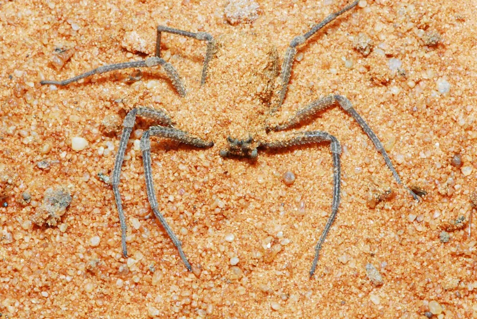 How does spider venom damage human cells? Researchers uncover the killer mechanism of recluse spider toxin