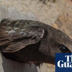 Anger as swifts’ nesting holes in Derbyshire rail viaduct ‘blocked up’ | Birds