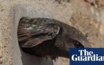 Anger as swifts’ nesting holes in Derbyshire rail viaduct ‘blocked up’ | Birds