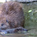 Plan to bring beavers to Ennerdale takes step forward