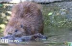 Plan to bring beavers to Ennerdale takes step forward