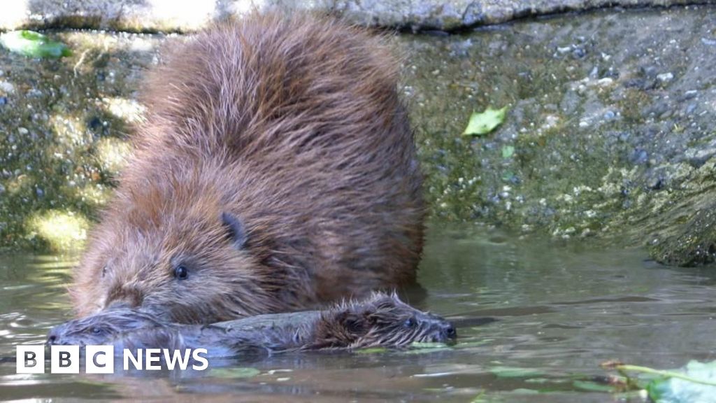 Plan to bring beavers to Ennerdale takes step forward