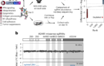 An inducible base editing platform for cancer functional genomics in vivo