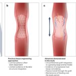 Esophagus engineering tackles function | Nature Biotechnology