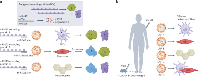 Tuning the immune response to mRNA vaccines
