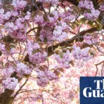 Pollen season in UK and mainland Europe extended by climate breakdown | Climate crisis