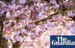 Pollen season in UK and mainland Europe extended by climate breakdown | Climate crisis