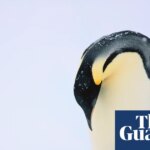 Mass drowning of chicks puts emperor penguins at risk of extinction | Climate crisis