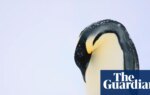 Mass drowning of chicks puts emperor penguins at risk of extinction | Climate crisis