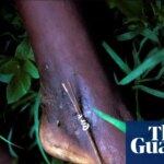 Can we eradicate a second human disease? – podcast | Science