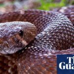 California county records sixth person bitten by rattlesnake in under a month | California