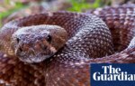 California county records sixth person bitten by rattlesnake in under a month | California