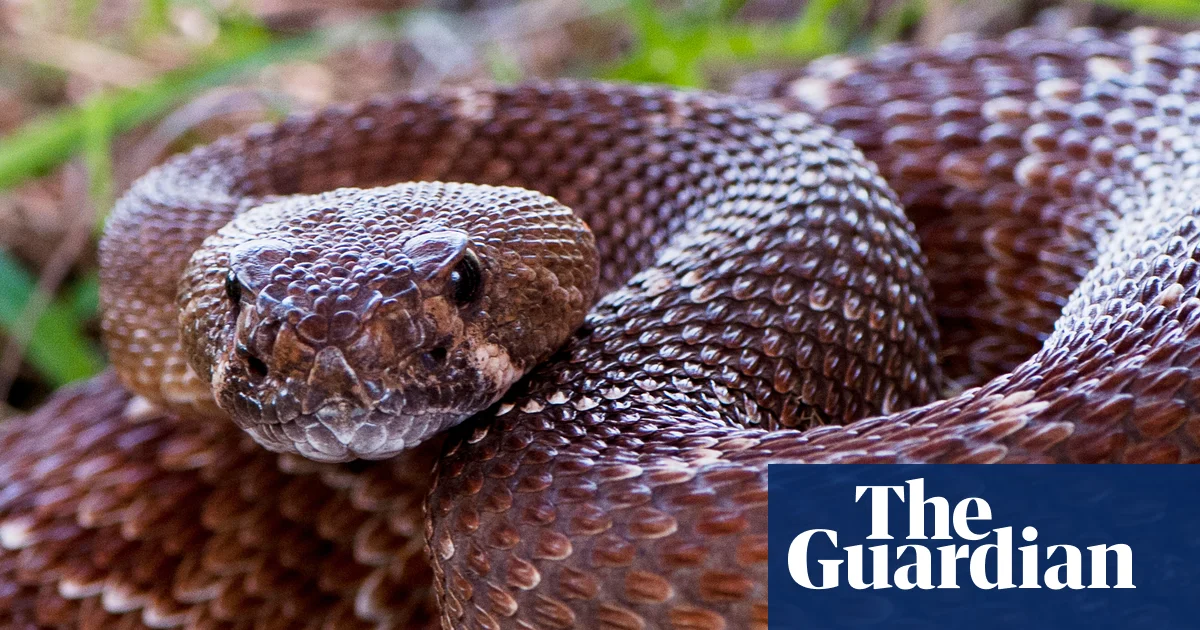 California county records sixth person bitten by rattlesnake in under a month | California