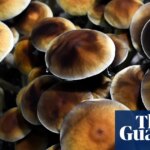 ‘I didn’t want to be on medication the rest of my life’: veteran runs psilocybin retreats for PTSD before FDA approval | US news