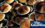 ‘I didn’t want to be on medication the rest of my life’: veteran runs psilocybin retreats for PTSD before FDA approval | US news