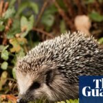 German mayors call for night-time ban on robot lawnmowers to protect hedgehogs | Wildlife
