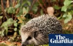 German mayors call for night-time ban on robot lawnmowers to protect hedgehogs | Wildlife