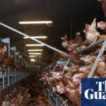 Ammonia pollution hotspots found in areas of UK with most pig and poultry factory farms | Pollution
