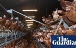 Ammonia pollution hotspots found in areas of UK with most pig and poultry factory farms | Pollution