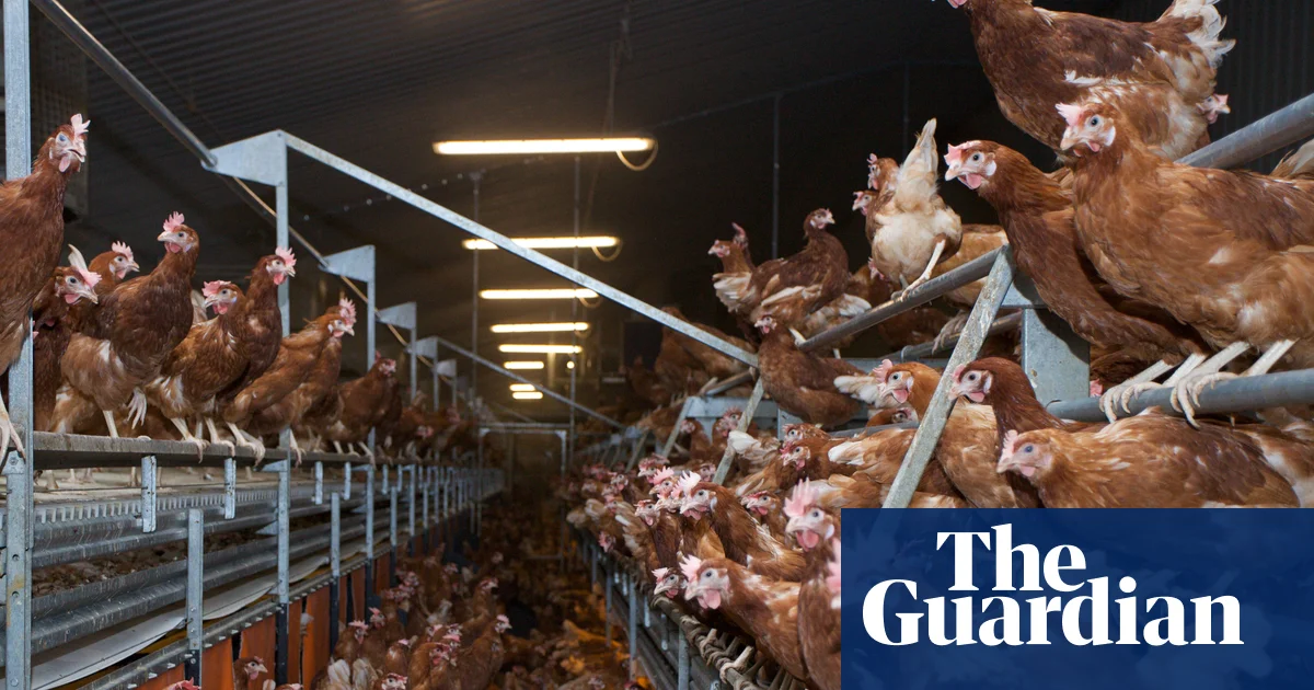 Ammonia pollution hotspots found in areas of UK with most pig and poultry factory farms | Pollution