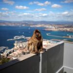 Gibraltar's monkeys find a clever way to avoid a junk food bellyache