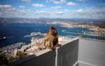 Gibraltar's monkeys find a clever way to avoid a junk food bellyache