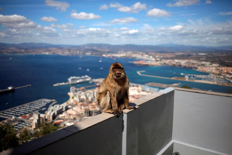 Gibraltar's monkeys find a clever way to avoid a junk food bellyache