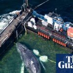 Timmy the whale rescue attempt begins off coast of Germany – in pictures