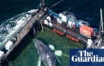 Timmy the whale rescue attempt begins off coast of Germany – in pictures
