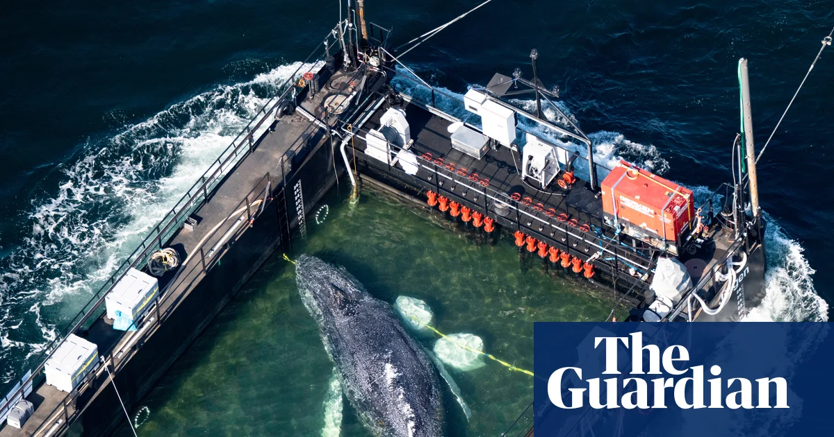Timmy the whale rescue attempt begins off coast of Germany – in pictures