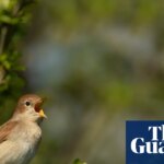 RSPB cautiously welcomes slight increase in UK nightingale population | Birds