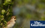 RSPB cautiously welcomes slight increase in UK nightingale population | Birds