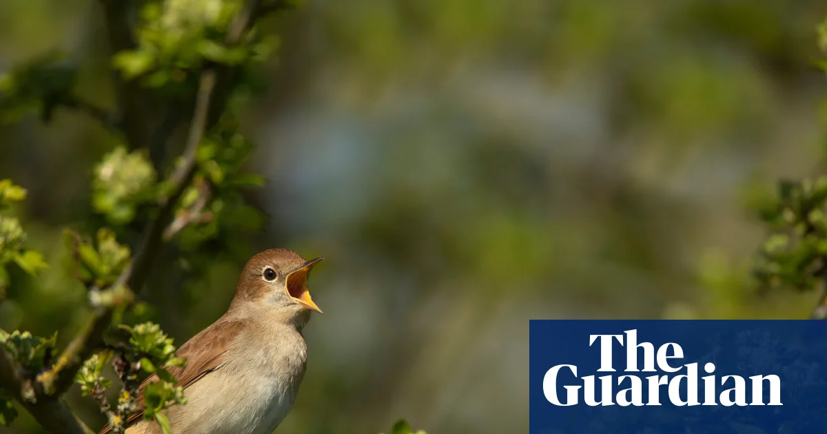 RSPB cautiously welcomes slight increase in UK nightingale population | Birds