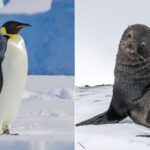These two iconic polar species have been driven to endangered status by a warming planet