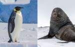 These two iconic polar species have been driven to endangered status by a warming planet