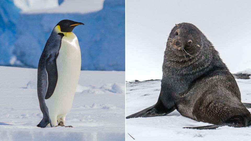 These two iconic polar species have been driven to endangered status by a warming planet