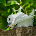 How a seabird native to Hawaii has adapted to life in Honolulu's concrete jungle