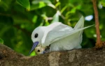 How a seabird native to Hawaii has adapted to life in Honolulu's concrete jungle